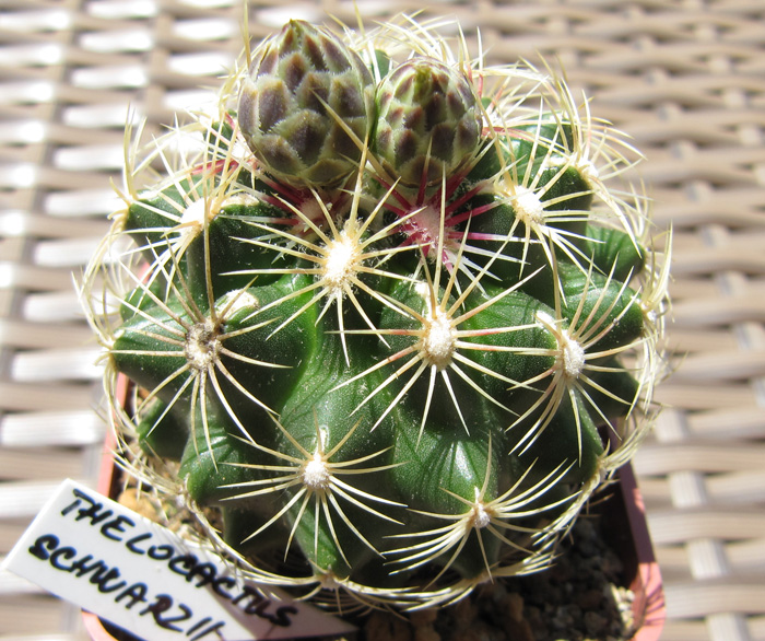 Thelocactus schwarzii